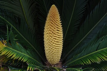 Male flower of Cycad. Cycadaceae evergreen tropical shrub.