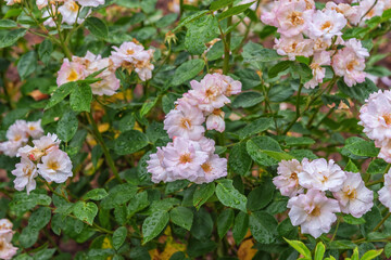 Rose Sternenflor. The glowing flower stars give off a pleasant scent. Selected sorts of exquisite roses