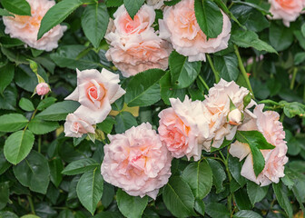 Rose Graciosa. Selected sorts of exquisite roses for parks, gardens, beds, borders, decoration