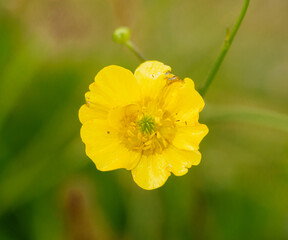 vibrant yellow spring meadow buttercup (Rananculus acris) growing wild in open meadows on Salisbury Plain Wiltshire