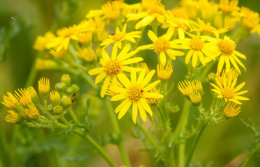 beautiful yellow Ragwort flowers (Senecio jacobaea) growing wild on Salisbury Plain grasslands 