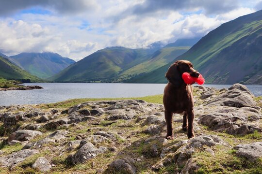 brown working cocker spaniel dog with toy hiking mountain and lake view