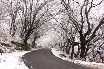 Winter landscape. Road surrounded by forest with snow. Mountain. Snowy road. Selective focus.