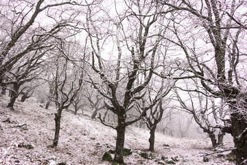 Winter landscape. Leafless oak forest with snow. Mountain. Branches of trees with snowflakes. Selective focus.