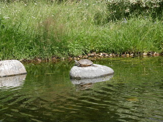 A rare pad slider basks in the sun on a large stone among the pond in the city pond on a sunny summer day. Ecological system of a big city