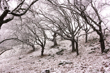 Winter landscape. Leafless oak forest with snow. Mountain side. Branches of trees with snowflakes. Selective focus.