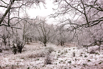 Winter landscape. Leafless oak forest with snow. Mountain. Branches of trees with snowflakes. Selective focus.