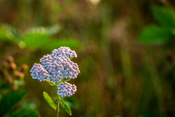 Wild plant on blurred background