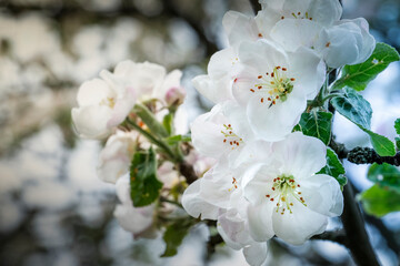 White apple blossom on a background of green leaves.