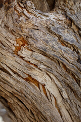 Aging exfoliating furrowed ridge bark of Desert Ironwood, Olneya Tesota, Fabaceae, native arborescent shrub in Joshua Tree National Park, Cottonwood Mountains, Colorado Desert, Springtime.