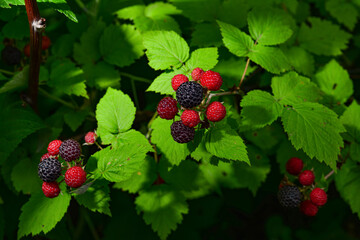 branch of raspberries in a garden. Macro photo