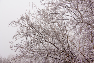 Winter landscape. Tree branches with snow. Contrasting tree with white background. Selective focus.