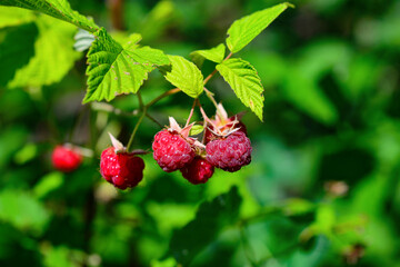 branch of raspberries in a garden. Macro photo