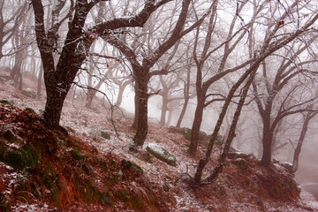 Winter landscape. Leafless oak forest with snow. Mountain. Branches of trees with snowflakes. Foggy background. Selective focus.