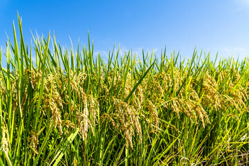 Rice crop soon to be harvest in the paddy field of Taiwan.