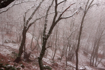Winter landscape. Leafless oak forest with snow. Mountain. Branches of trees with snowflakes. Foggy background. Selective focus.
