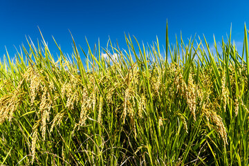 Obraz premium Rice crop soon to be harvest in the paddy field of Taiwan.