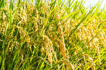Rice crop soon to be harvest in the paddy field of Taiwan.