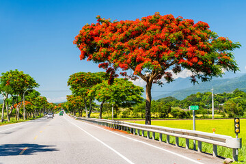 view of road scenery in Hualien, Taiwan. Taiwan east rift valley. Many Flame trees were planted on both sides of the road