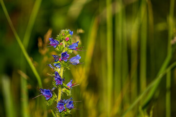 Wild plant on blurred background