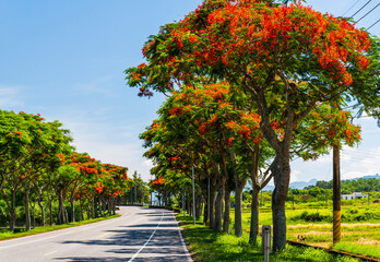 view of road scenery in Hualien, Taiwan. Taiwan east rift valley. Many Flame trees were planted on both sides of the road