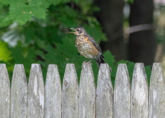 A juvenile American Robin
