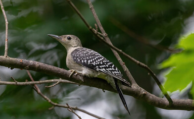 A female juvenile Red-bellied woodpecker
