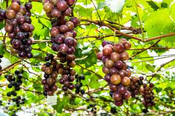 A large area of ripe grapes in the vineyard of Miaoli, Taiwan.