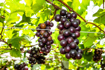Close-up of ripe grapes in the vineyard of Miaoli, Taiwan.