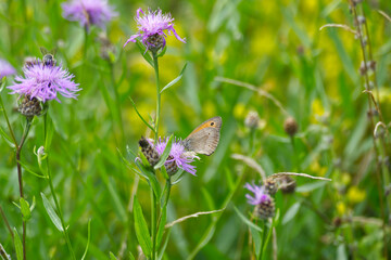 Meadow brown (maniola jurtina) butterfly perched on purple flower in Zurich, Switzerland
