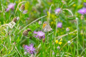 Meadow brown (maniola jurtina) butterfly perched on purple flower in Zurich, Switzerland
