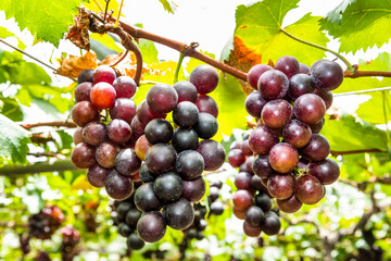 Close-up of ripe grapes in the vineyard of Miaoli, Taiwan.