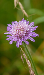 a beautiful pink violet field scabious (Knautia arvensis) growing wild on Salisbury Plain, Wiltshire