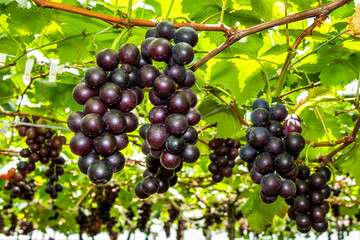 close-up of ripe grapes in the vineyard of Miaoli, Taiwan.