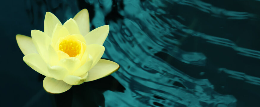 Beautiful lotus on water, symbolic flower in Buddhism. Indian religion