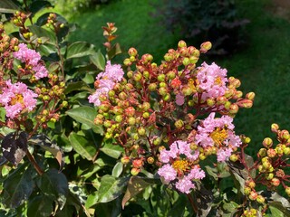 Crape myrtle crepe myrtle tree showy summer flowers blooms in garden. Crapemyrtle pink lush flowers shrub on lawn.