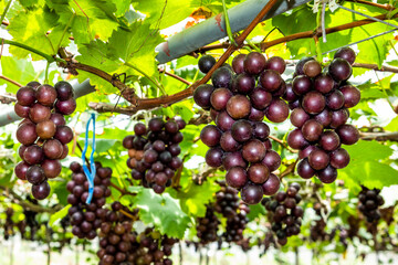 close-up of ripe grapes in the vineyard of Miaoli, Taiwan.