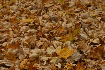 Fallen autumn leaves on the ground. Background. Copy Space.