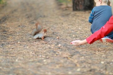 tame fluffy squirrel in the forest close-up eating nuts