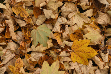 Autumn leaves on the ground. Background. Copy space.