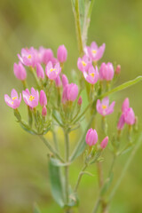 beautiful pink flowers of the Common centaury (Centaurium erythraea) growing wild on Salisbury Plain
