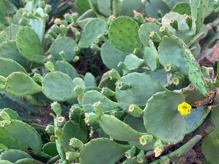 Cactus opuntia plant spiny green leaves. Spiky tropical cacti background.