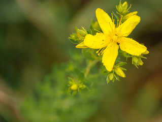 beautiful yellow St. John's Wort (Hypericum Perforatum) growing wild on Salisbury Plain grasslands 