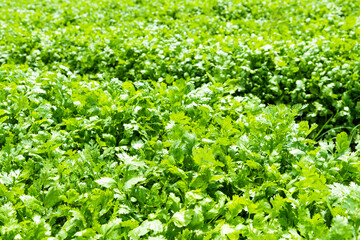 View of the parsley crops planted in the farmland of Yunlin, Taiwan.