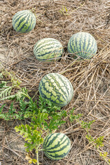 View of watermelons are growing in farmland in Yunlin, Taiwan