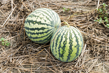 View of watermelons growing in farmland in Yunlin, Taiwan.