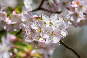 Pale pink Prunus Pandora blossom in early spring