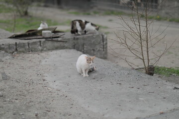 a group of homeless stray cats sitting waiting to eat