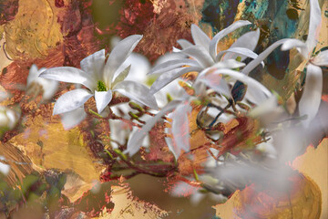 Magnolia Wadas Memory. An early flowering white Magnolia with a colorful layer