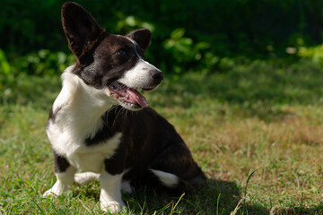 Corgi dog outdoors. A funny little eared dog